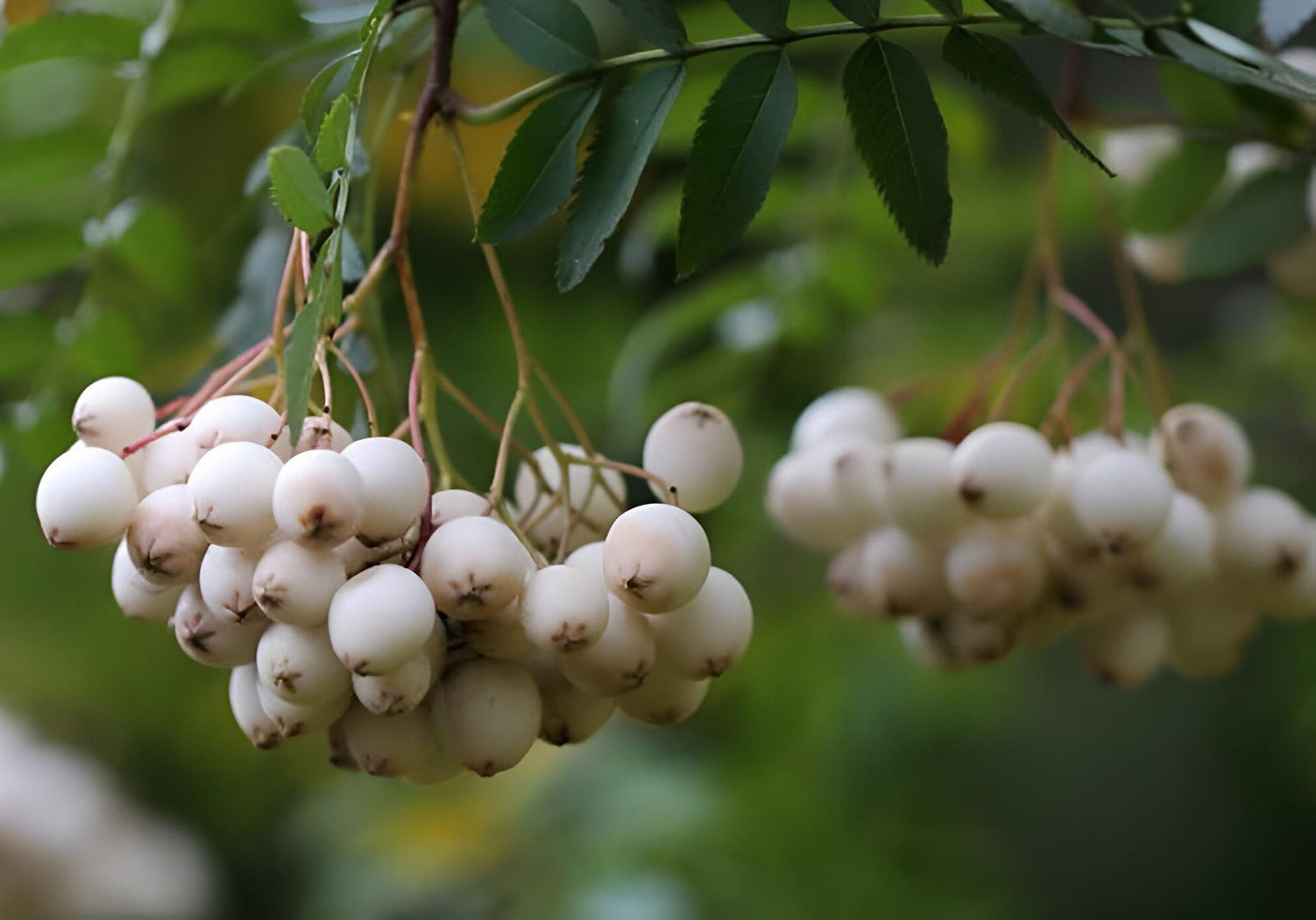 Sorbus White Wax Tree 6ft Tall Supplied In A 12 Litre Pot