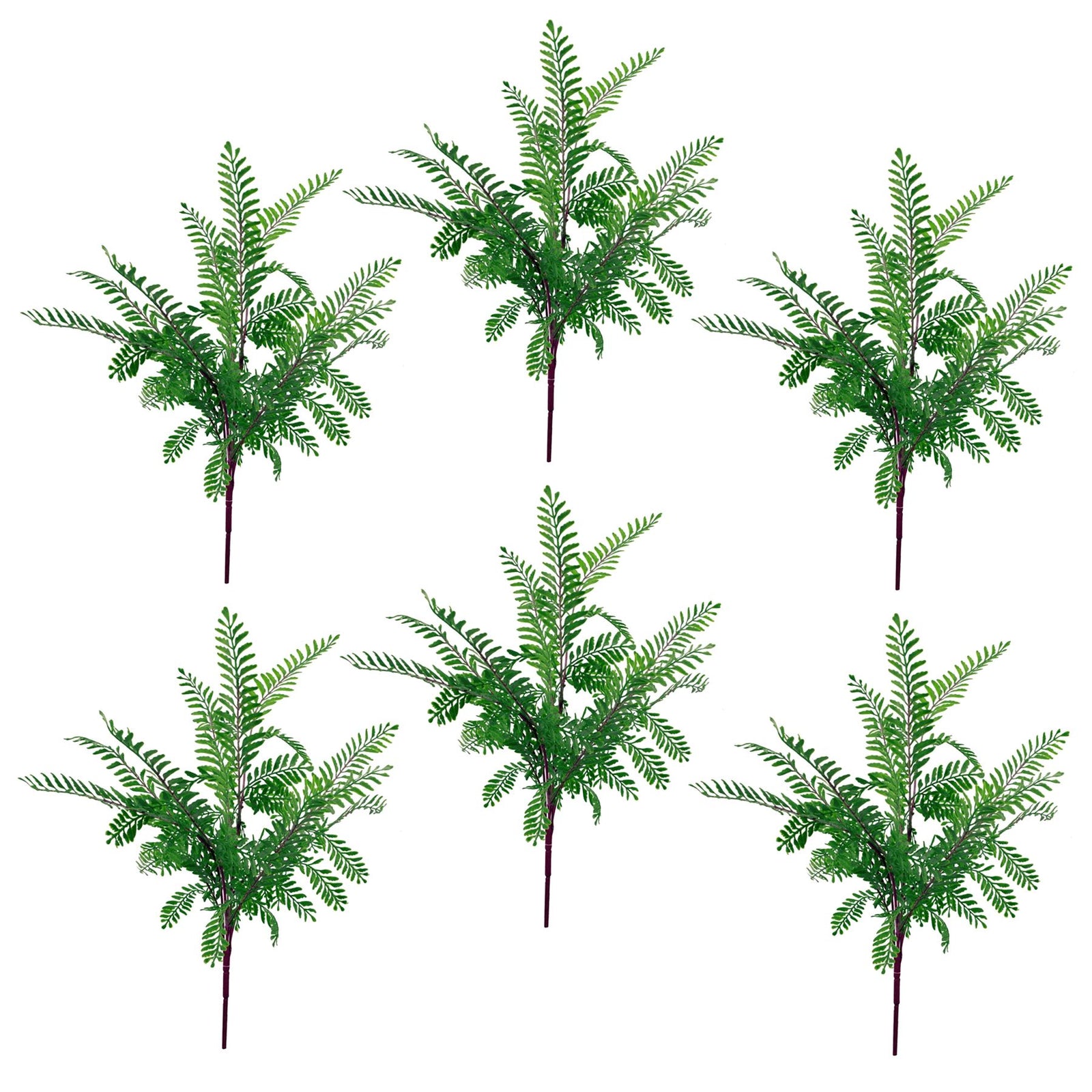 6 X 55cm Himilayan Maidenhair Fern Bush Dark Green Plant