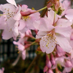 Prunus Nipponica Ruby Dwarf Patio Flowering Japanese Cherry Tree 3-4ft Supplied In A 5 Litre Pot