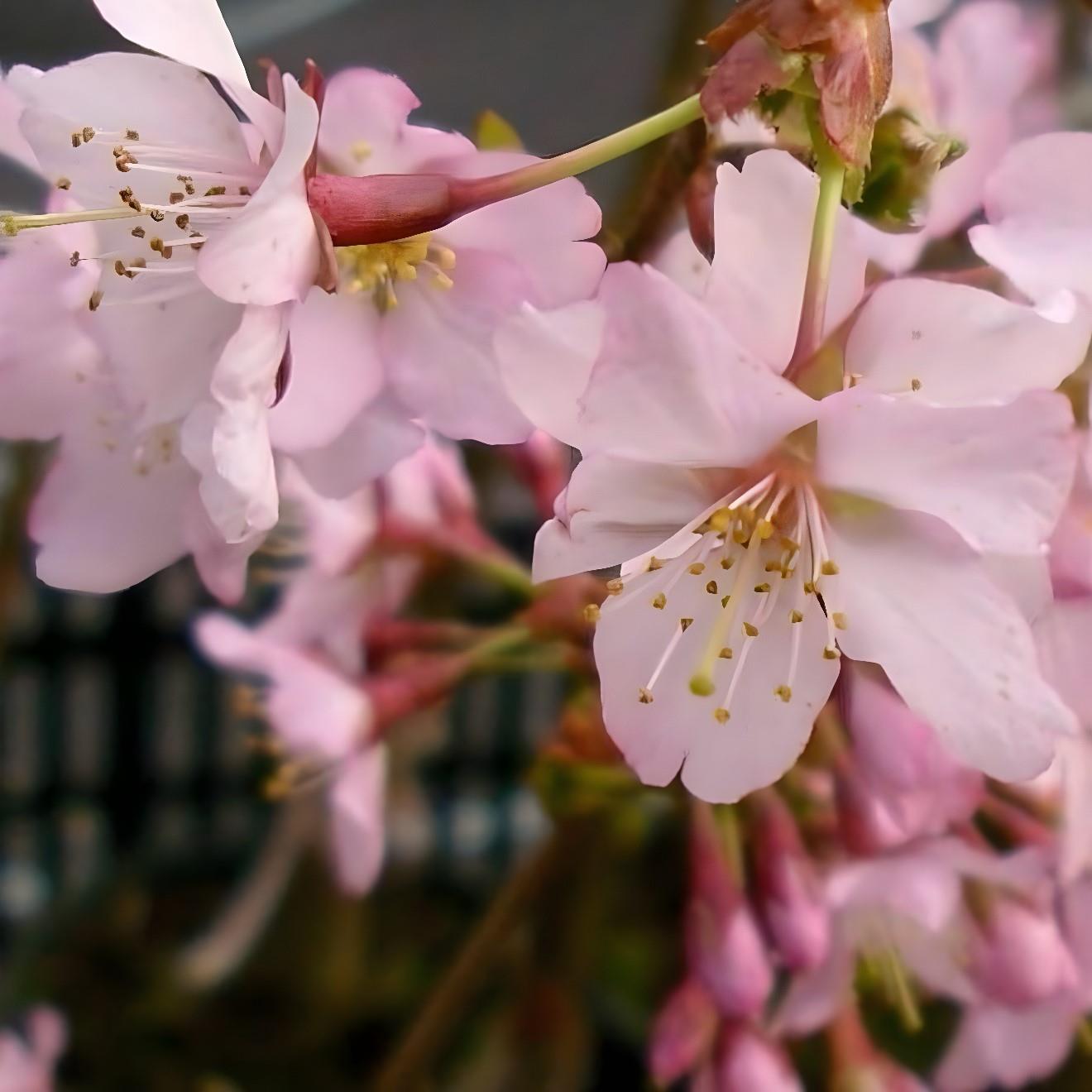 Prunus Nipponica Ruby Dwarf Patio Flowering Japanese Cherry Tree 3-4ft Supplied In A 5 Litre Pot
