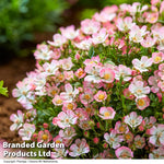 Rose Cutie Pie 12cm Pot | Set of 1