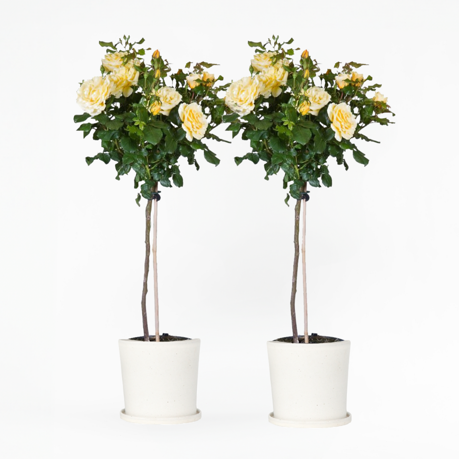 Palace Rose - Height 80-100cm - ⌀19cm | Set-of-2 | Yellow