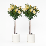 Palace Rose - Height 80-100cm - ⌀19cm | Set-of-2 | Yellow