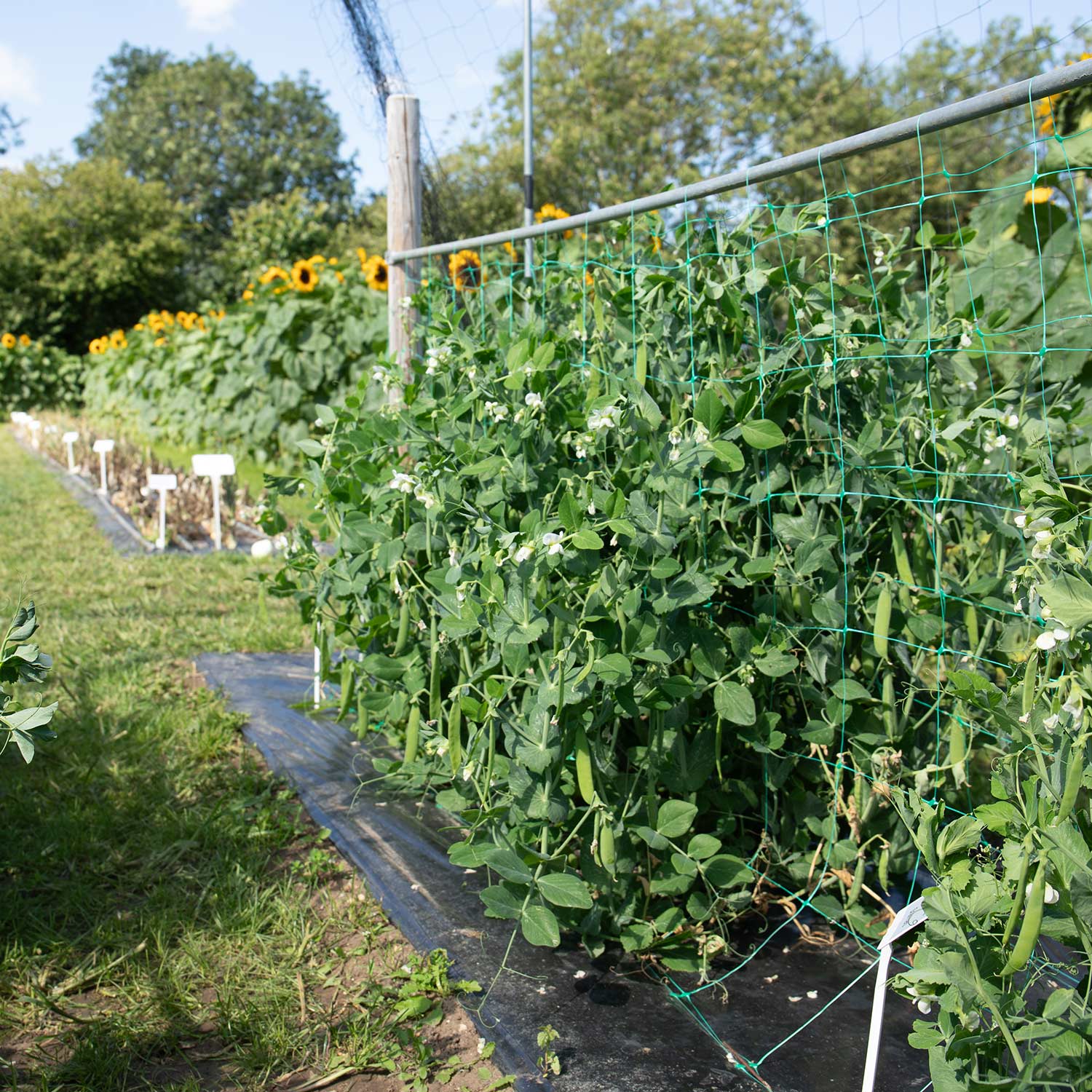 Sugar Snap Pea 'sugar Force' Multisown | 12 x Plug Plants | Green