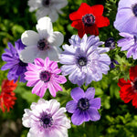 Bees & Butterfly Happy Collection 100 Mixed Bulbs & Bare Roots | 100 x Bare Root | Multi