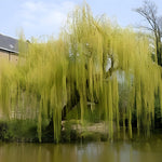 Direct Plants Salix Chrysocoma Weeping Willow Tree 6ft Tall Large Specimen Supplied In A 12 Litre Pot