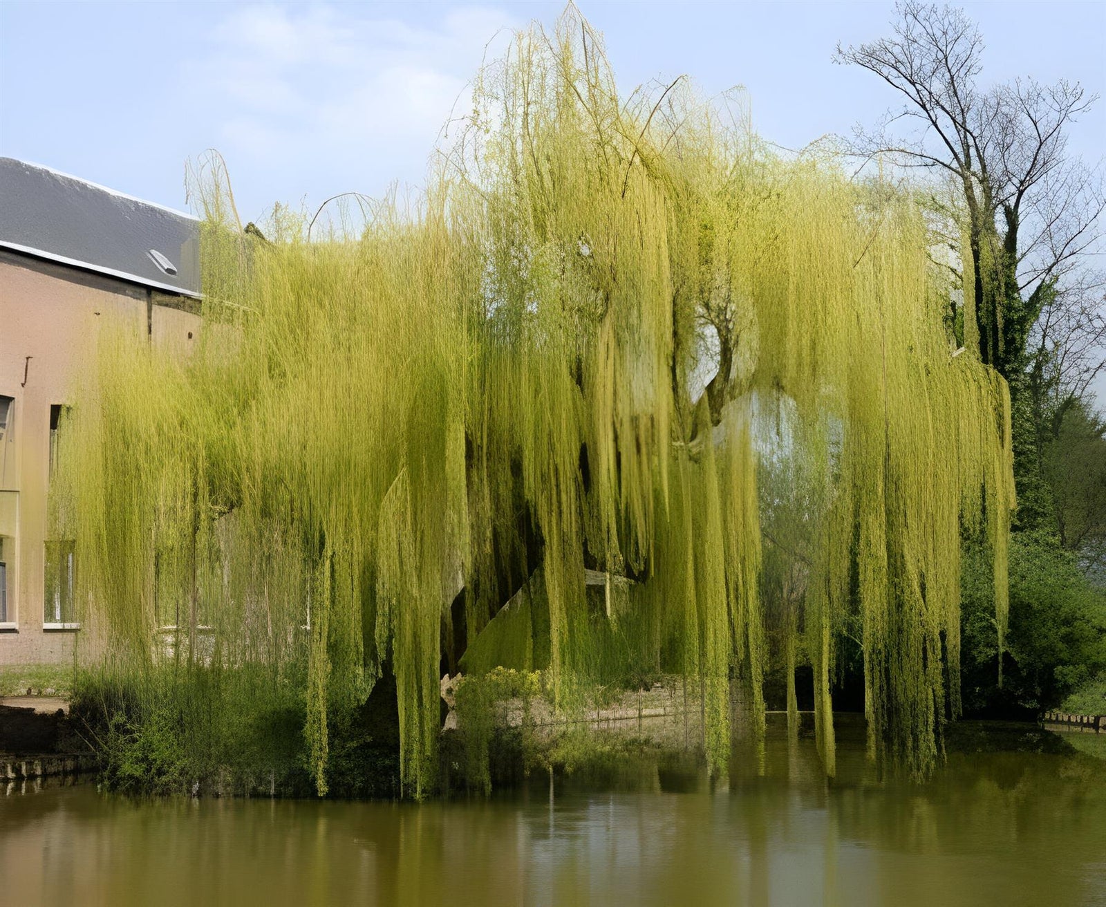 Direct Plants Salix Chrysocoma Weeping Willow Tree 6ft Tall Large Specimen Supplied In A 12 Litre Pot