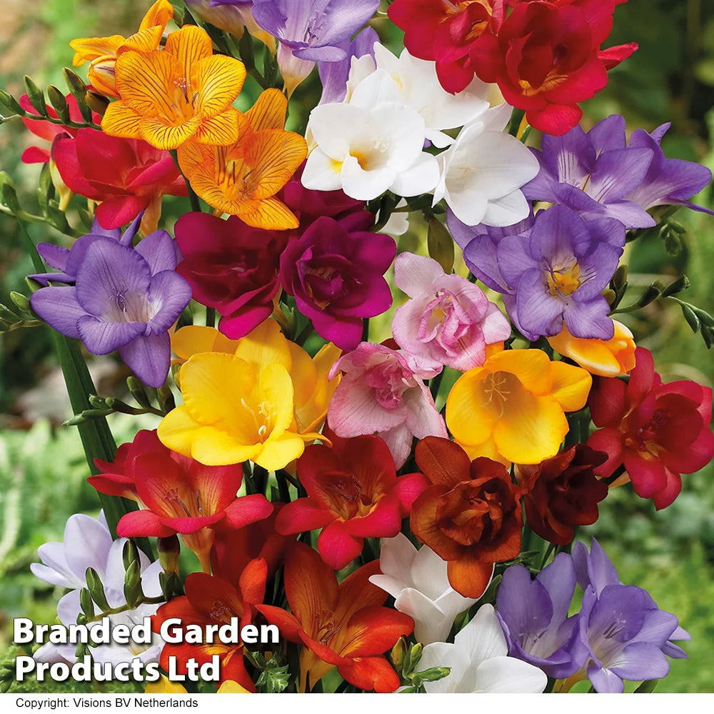 Freesia Single Mixed Colours - Corms | Set of 50