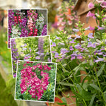 Penstemon Plant Collection - Varieties For Borders & Containers | Multi