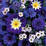 Sea Of Blue Mixed Annual Seeds | 350 Seeds