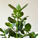 Autograph Tree - Clusia Rosea 'princess' - Height 50-60cm - ⌀17cm | Set of 1 | Green