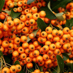 Direct Plants Pyracantha Orange Charmer Evergreen Garden Shrub