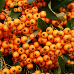 Pyracantha Orange Charmer Evergreen Garden Shrub