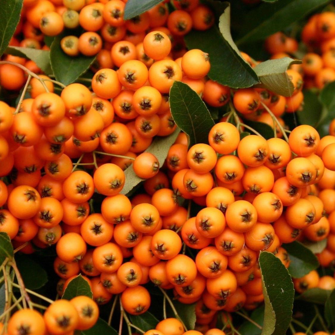 Pyracantha Orange Charmer Evergreen Garden Shrub