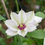 Clematis Miss Bateman Hardy White Climber | 1 x 2L | Green & White