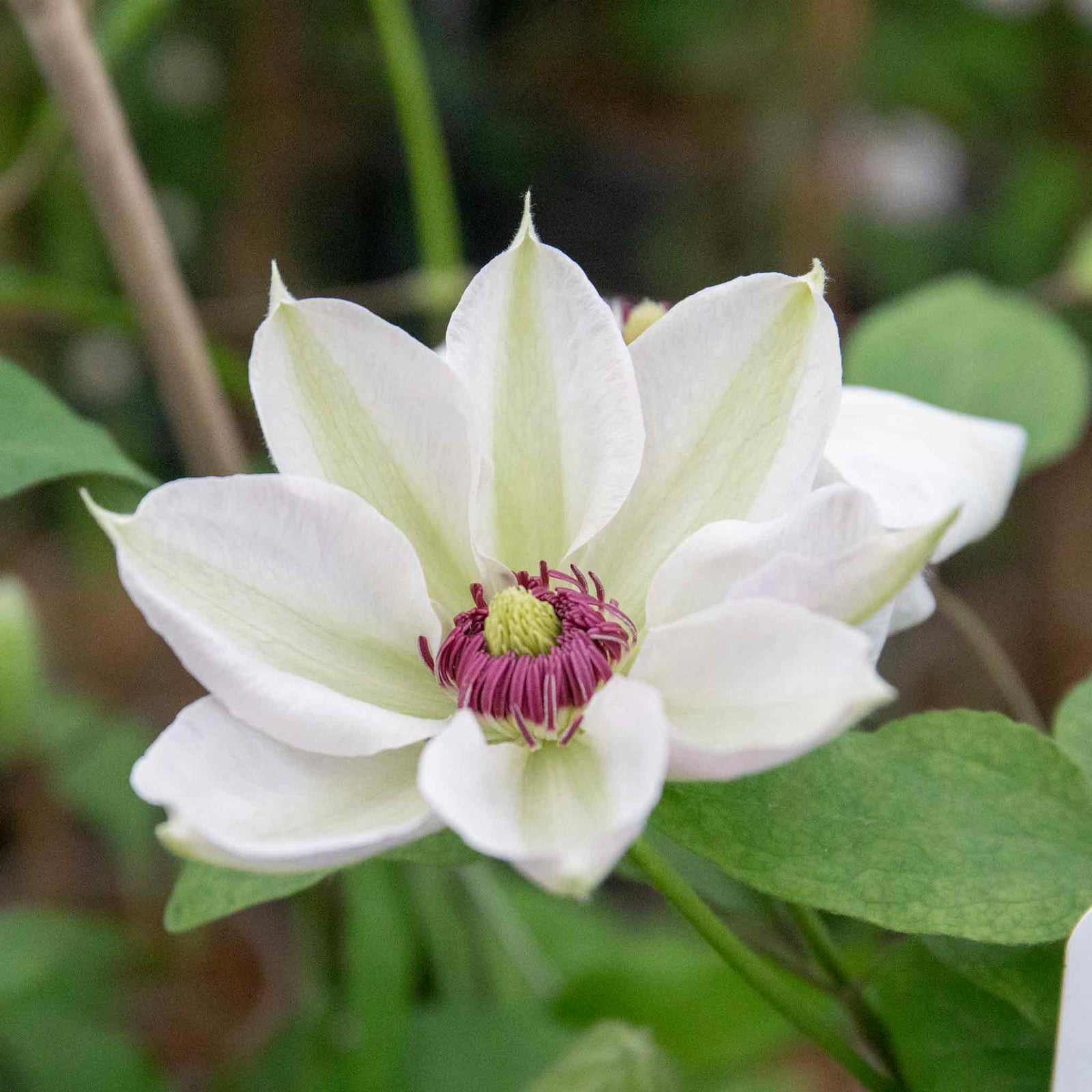 Clematis Miss Bateman Hardy White Climber | 1 x 2L | Green & White