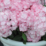 Hydrangea Miss Saori 9cm Pot | Set of 2