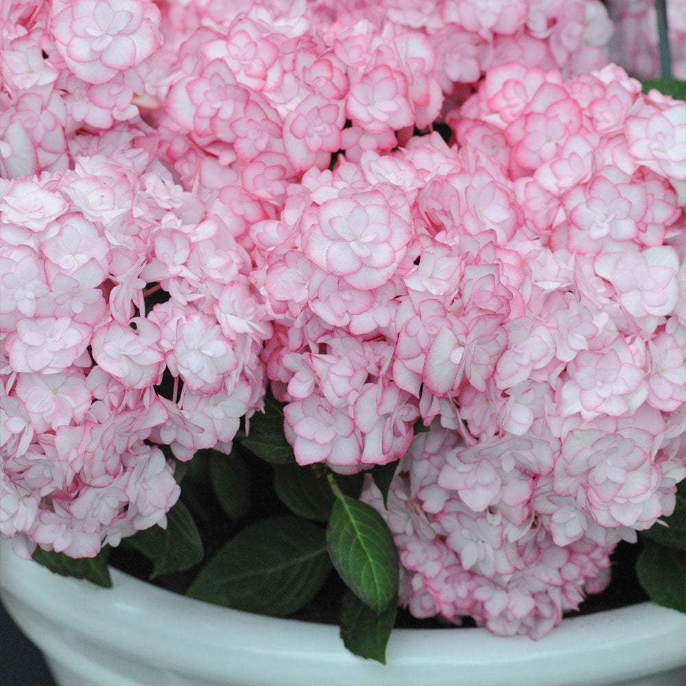Hydrangea Miss Saori 9cm Pot | Set of 2