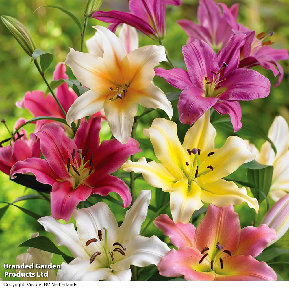 Giant Oriental Lily Collection - Bulbs | Set of 48