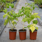 Raspberry 'goodasgold' - Compact Pale Yellow Raspberry | 1 x 2L | Gold