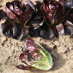 Lettuce Seeds Moon Red Little Gem | 250 Seeds