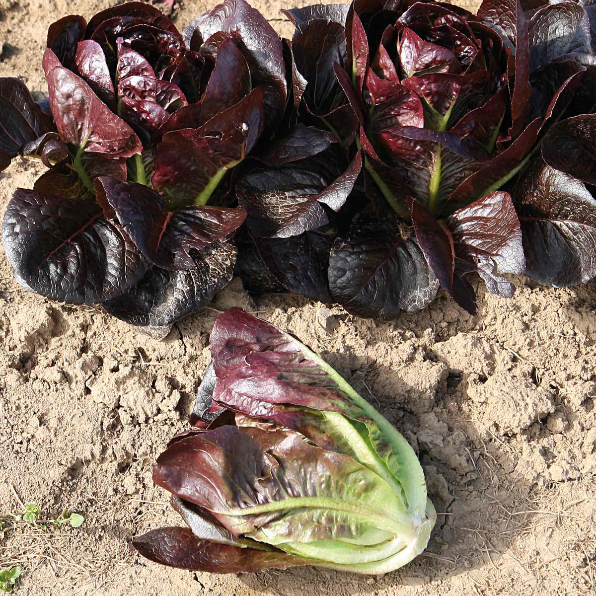 Lettuce Seeds Moon Red Little Gem | 250 Seeds