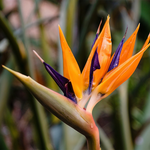 Strelitzia Reginae - Bird Of Paradise - Height 80-100cm - Pot 27cm | Orange