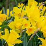 Daffodil Bulbs Mix 'yellow Shades' 100 Bulbs | 100 x Bulbs | Yellow