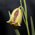 Fritillaria Acmopetala Bulbs | 20 x Bulbs | Green