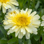 Leucanthemum 'real Charmer' Frilly White Daisies 100 Cm Perennial | 1 x 2L
