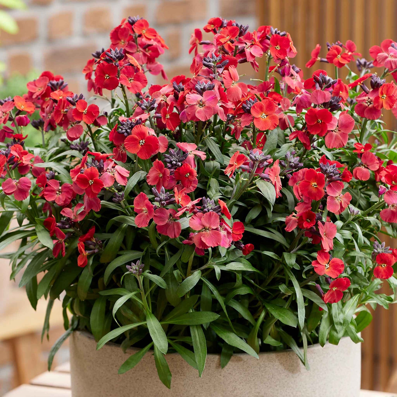 Erysimum 'colour Vibe Red' , Hardy Evergreen Perennial, Pollinator-friendly | 1 x 2L | Deep Red