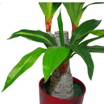 75cm Artificial Dracaena Plant Wide Trunk Triple Branch Large
