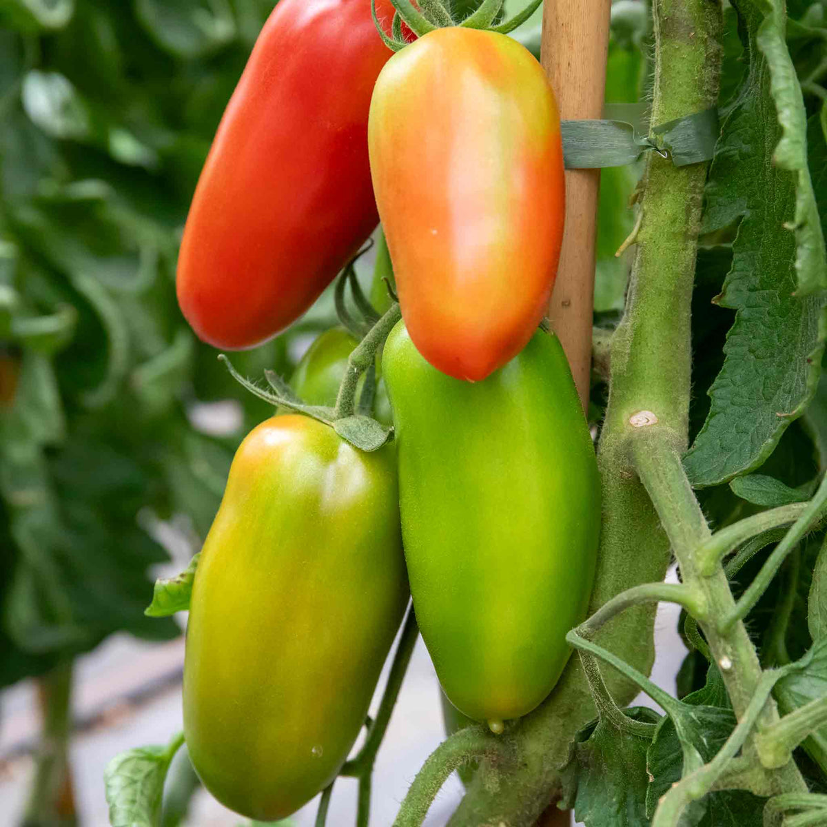 Cordon Tomato Plant 'san Marzano' - Classic Italian Plum Variety 9cm Plants | Set of 3