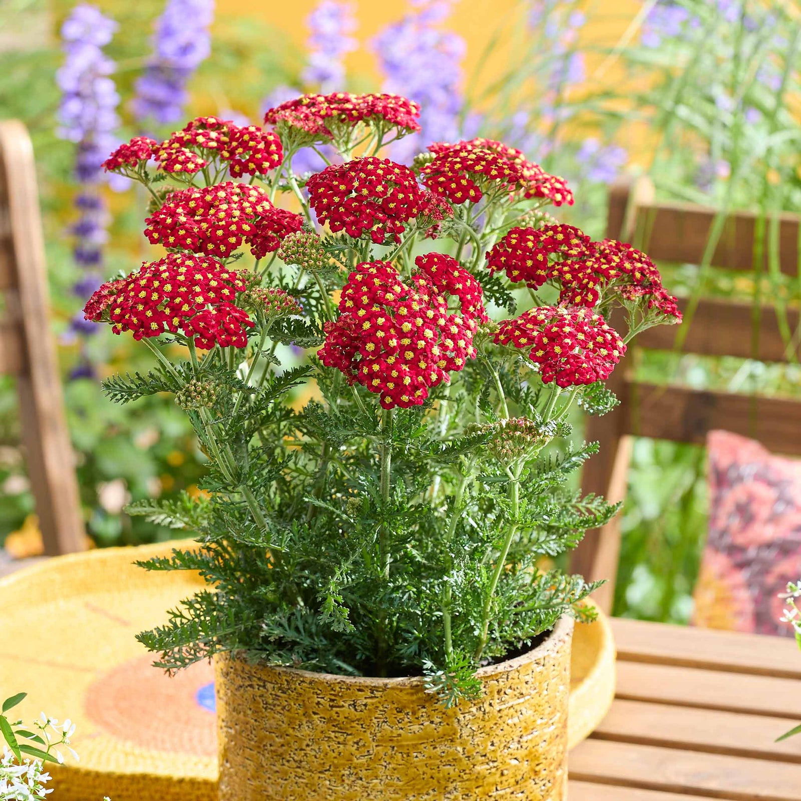 Yarrow 'colour Burst Red' (achillea Millefolium) | 6 x Jumbo Plugs | Red