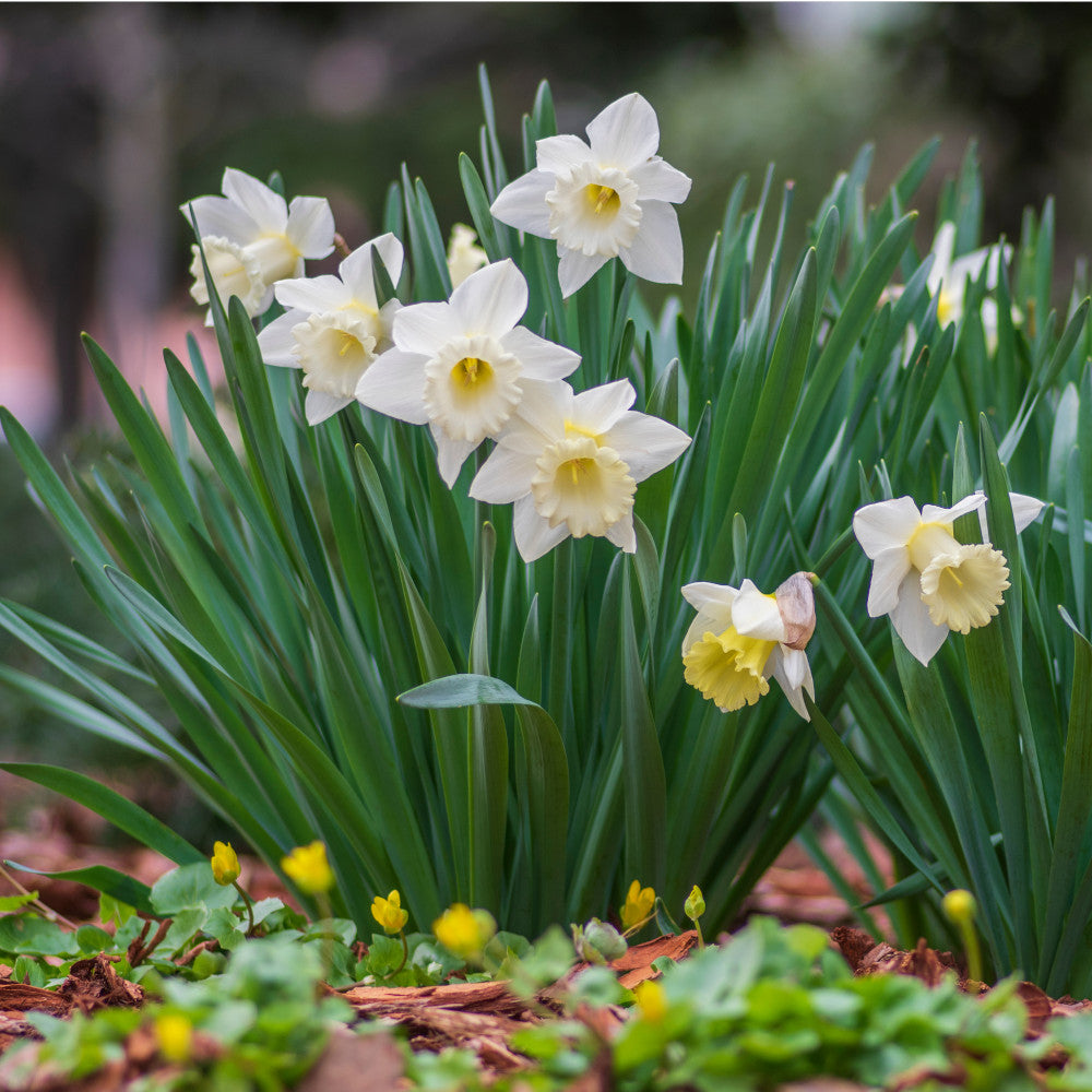 Hayloft Clean And Clear Narcissus Collection - 25 Bulbs