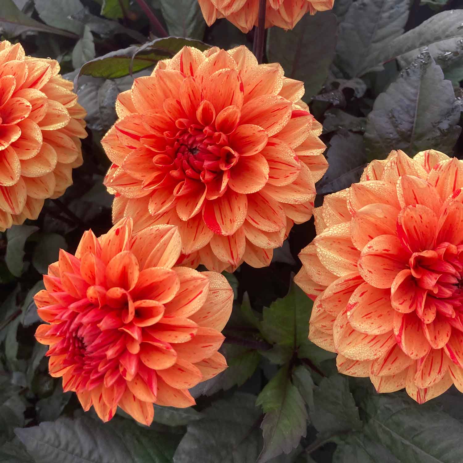 Dahlia 'ellen Huston' | 1 x Bulb | Red