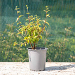 Philadelphus 'petite Perfume Pink' | 1 x 3L | Pink