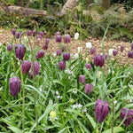 Marshalls Garden Snake's Head Fritillary