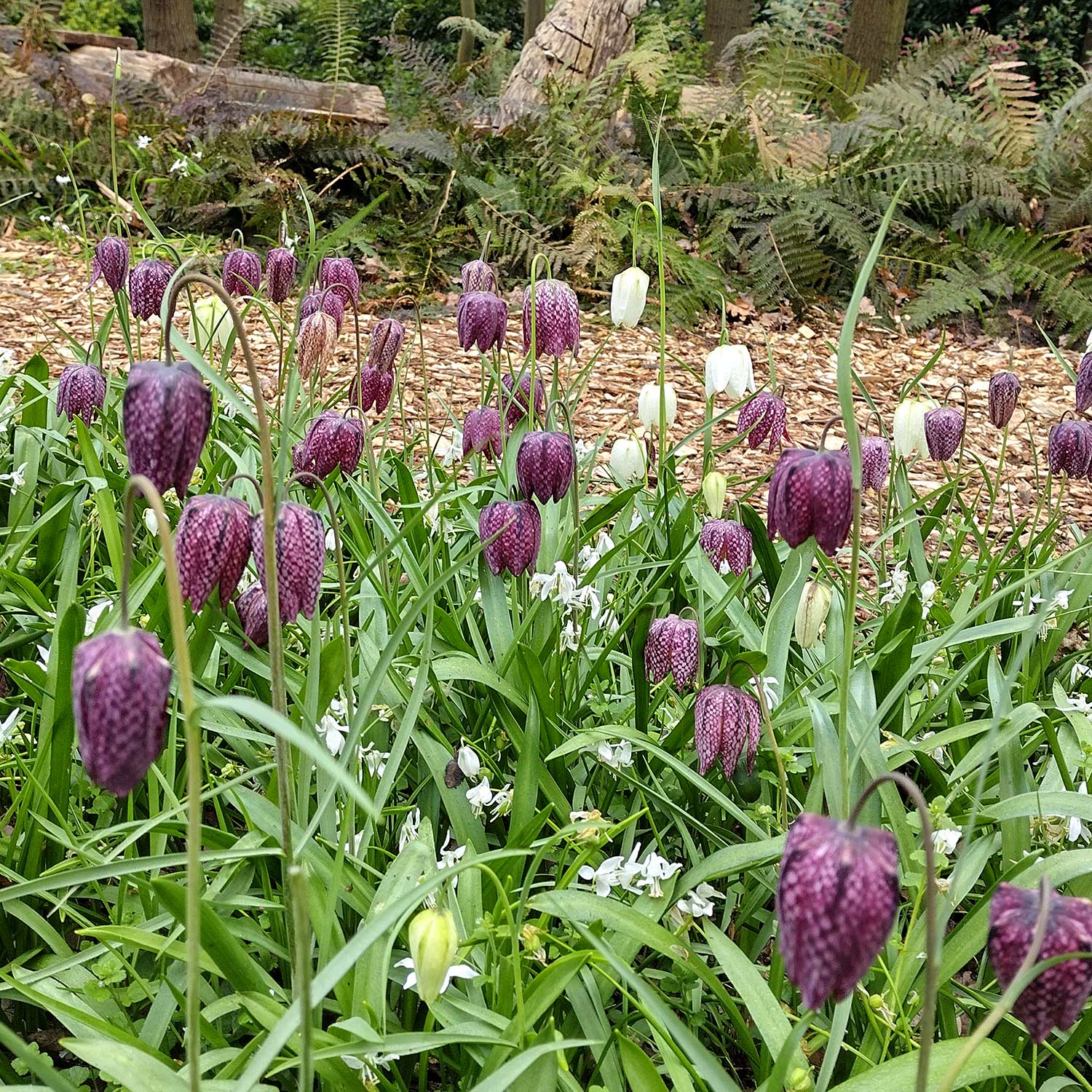Marshalls Garden Snake's Head Fritillary