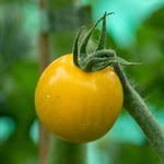 Tomato Seeds Yellow Mimi F1 | 10 Seeds