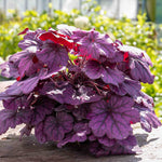 Heuchera 'wild Rose', Rose-purple Foliage And Rose-pink Summer Blooms | 6 x Jumbo Plugs | Multi