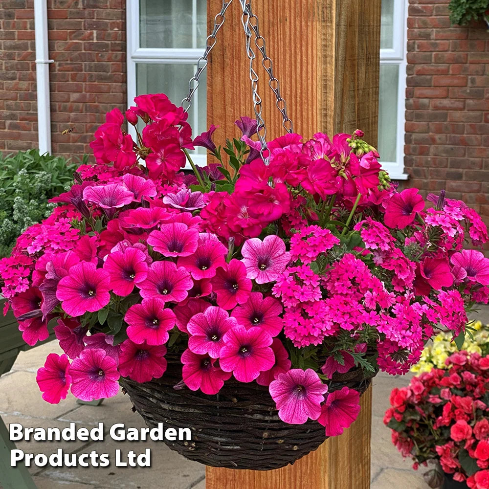 Thompson & Morgan Pink Shockwave Preplanted Hanging Basket 14in (35cm) X 1