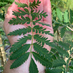 Sorbus Acuparia Asplenifolia Tree 6ft Tall Supplied In A 12 Litre Pot