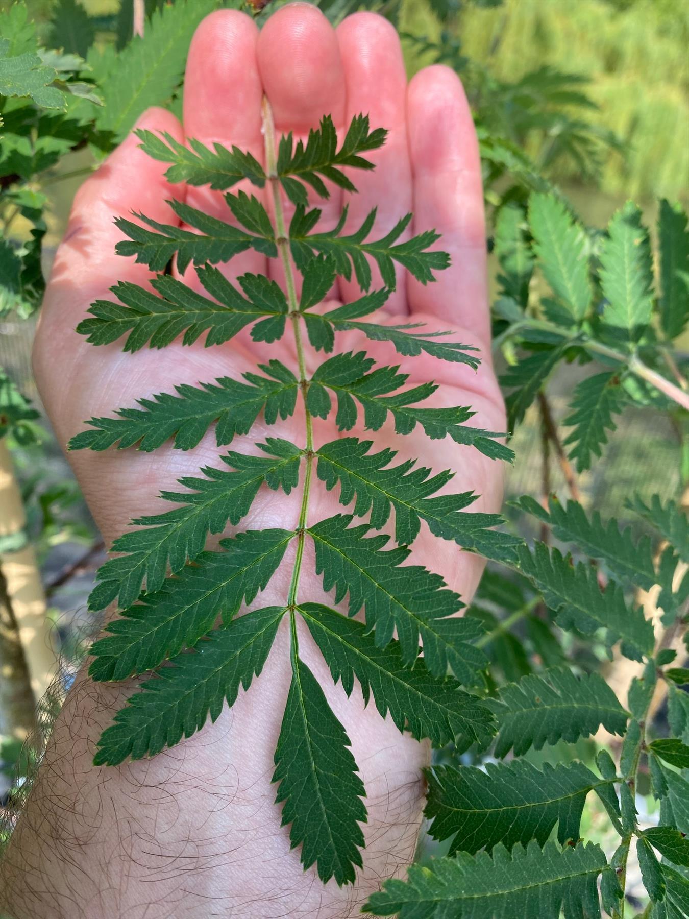 Sorbus Acuparia Asplenifolia Tree 6ft Tall Supplied In A 12 Litre Pot
