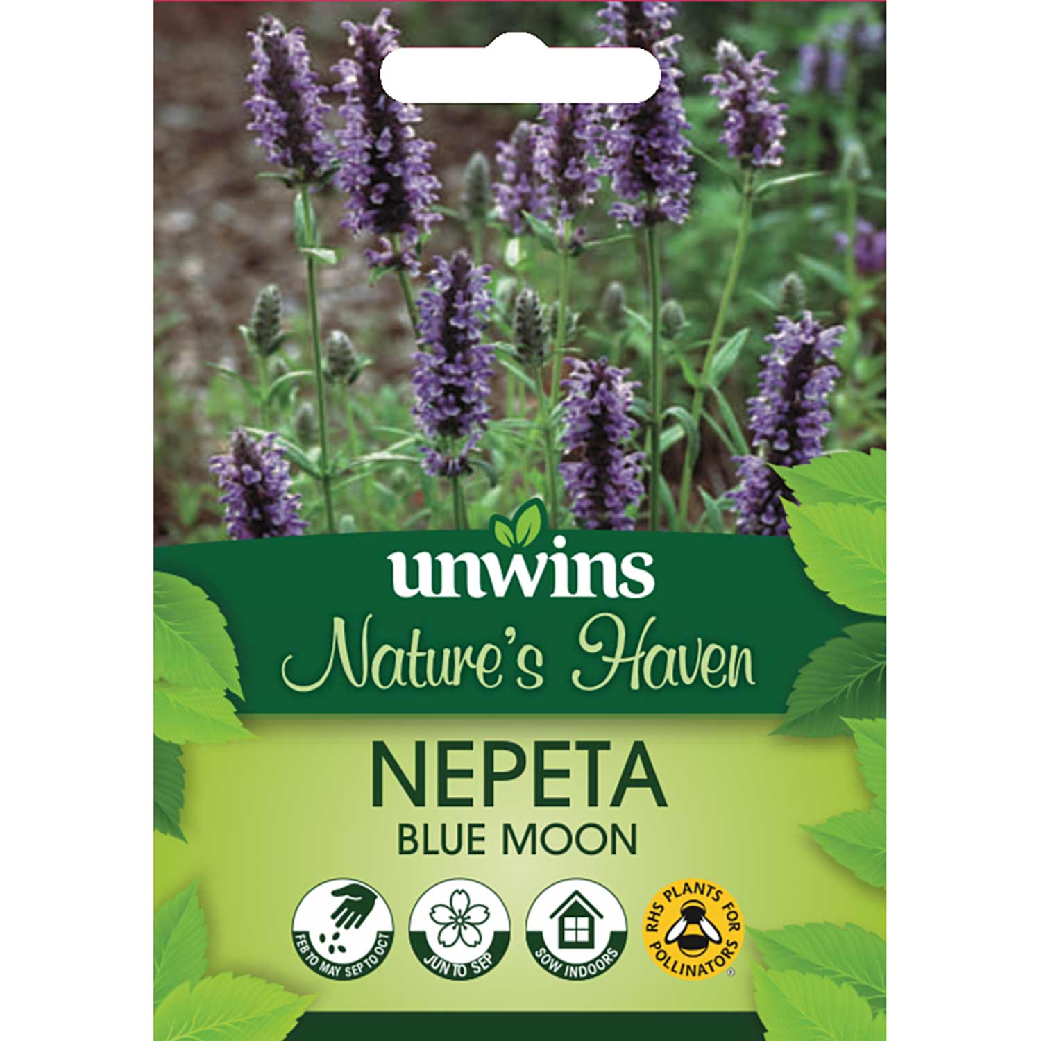 Nepeta 'blue Moon' | 20 Seeds