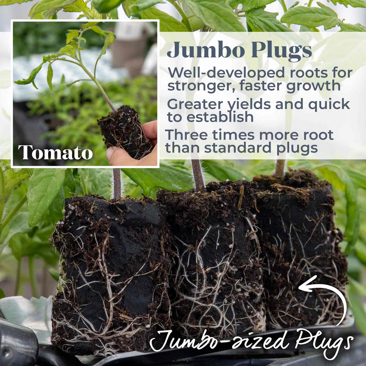Cordon Tomato 'big Daddy', Beefsteak Up To 425g 9cm Plants | Set of 6