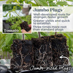 Cordon Tomato 'black Moon' Dark-skinned Plum 9cm Plants | Set of 3