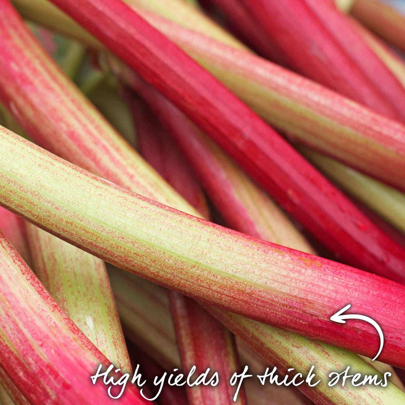 Rhubarb 'victoria' - Early High-yield Culinary Variety | 1 x 2L