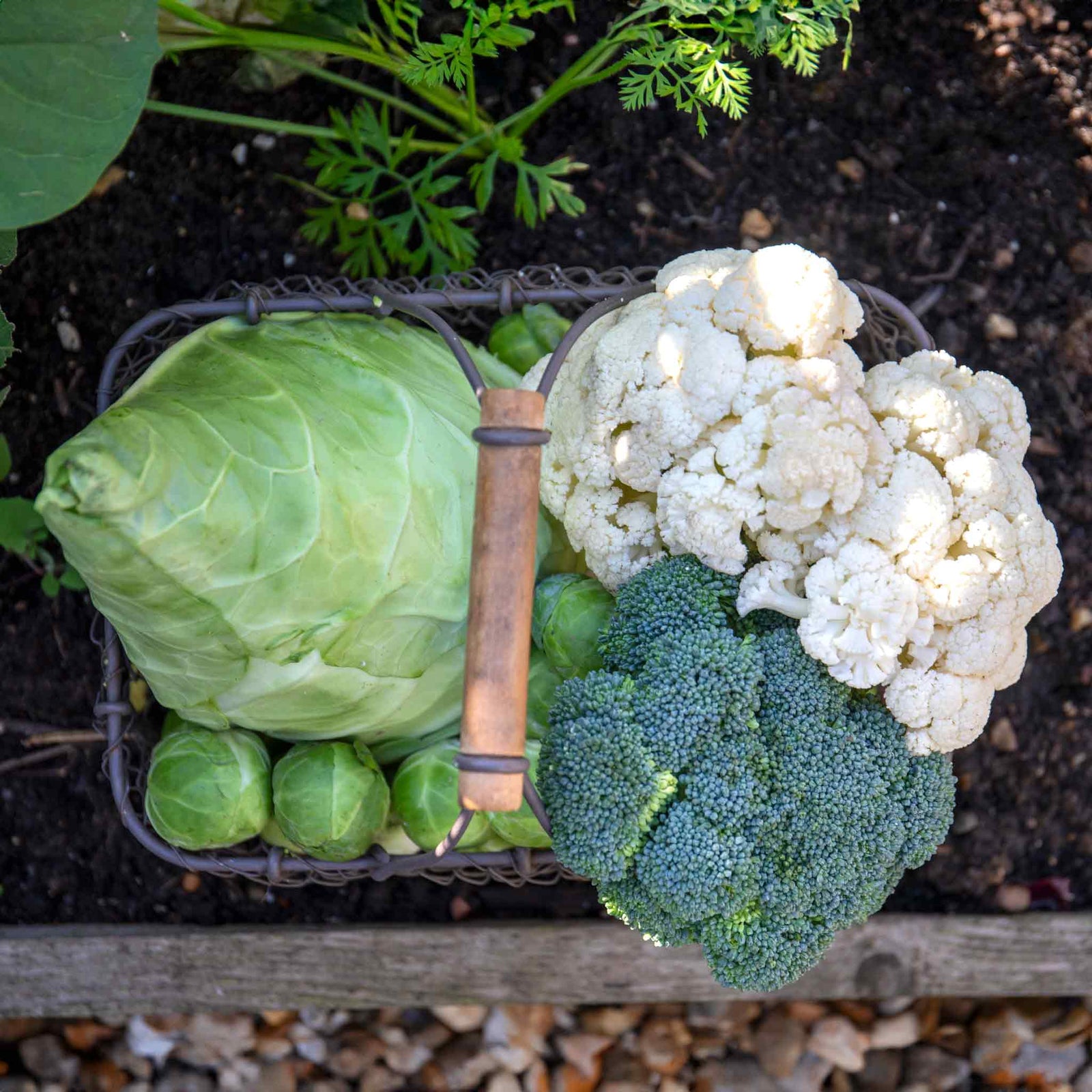 Extra Early Brassica Collection - Mixed Brassicas With Protective Collars | 32 x Pro Grower Plugs | Multi