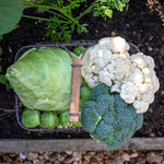 Extra Early Brassica Collection - Mixed Brassicas With Protective Collars | 64 x Pro Grower Plugs | Multi